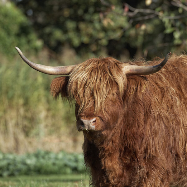 Highland Cattle, Kyloe on a meadow in Lower Saxony, Germany
