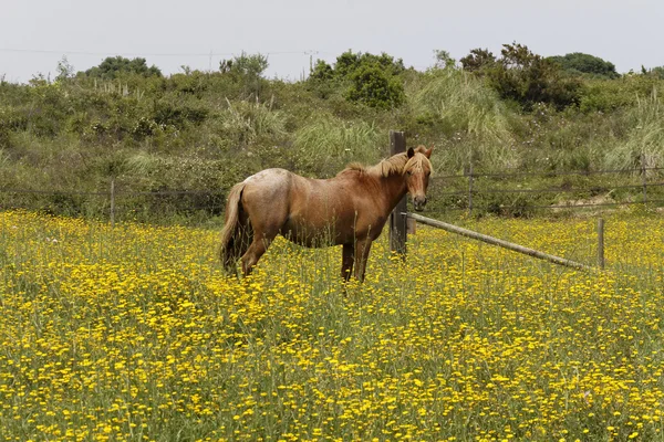 コルシカ島, フランス, ヨーロッパの花の草原の馬 — ストック写真