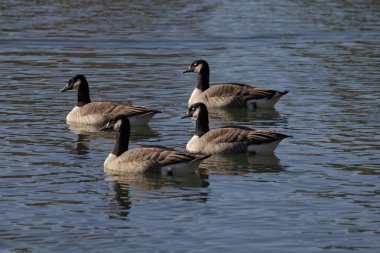 Kanada Kazı, branta canadensis bir gölet Almanya, Avrupa