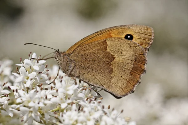 Maniola jurtina, Meadow Brown butterfly (female) — Stock Photo, Image