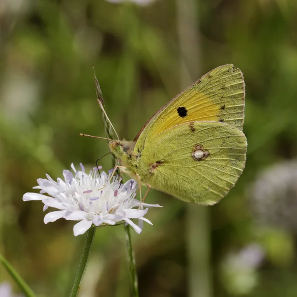 Colias 大黄鱼，黑暗笼罩黄色、 常见阴云密布黄色、 欧洲蝴蝶从科西嘉、 法国、 欧洲 — 图库照片