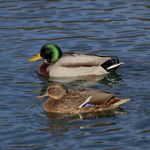 Anas platyrhynchos, Mallard, pato macho en la parte superior con pato hembra en un estanque en Alemania — Foto de Stock