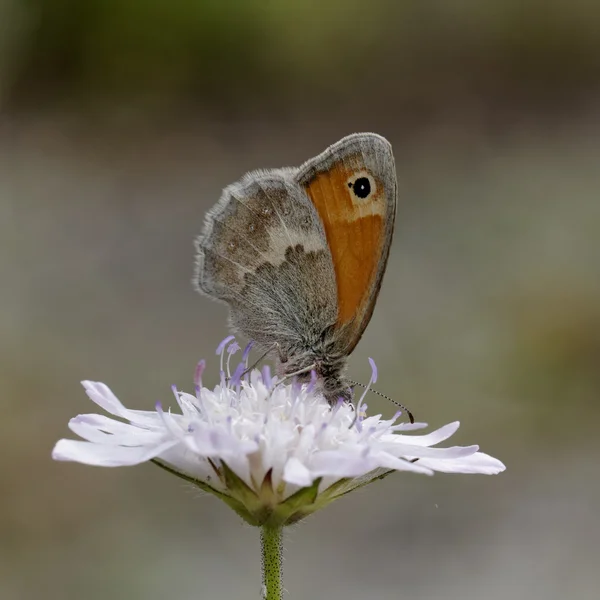 Koenonypha pamphilus, Mały motyl wrzosowiska — Zdjęcie stockowe