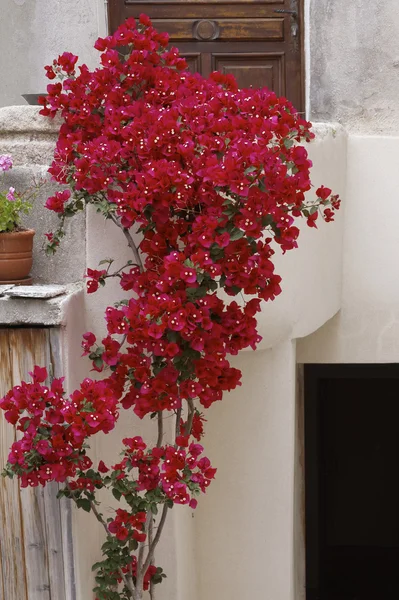 Husvägg i st-florent (saint-florent) med bougainvillea glabra, Korsika, Frankrike, Europa — Stockfoto