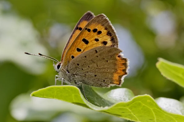 Lycaena phlaeas, Small Copper, American Copper, Common Copper, european butterfly from France, Southern Europe — Stock Photo, Image