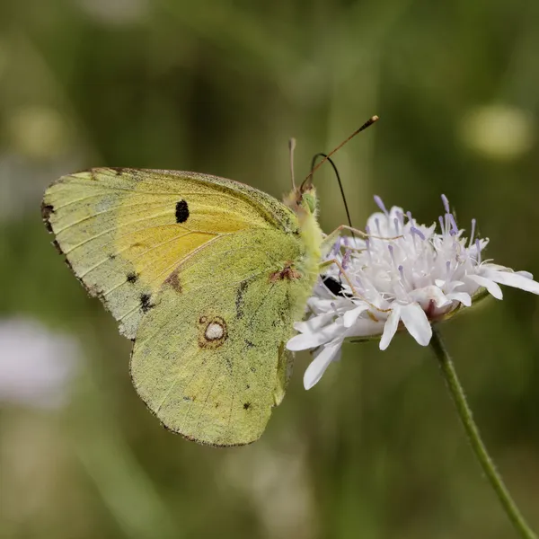 Colias crocea, dunkelgelb, gelber Schmetterling aus Frankreich, Südeuropa — Stockfoto