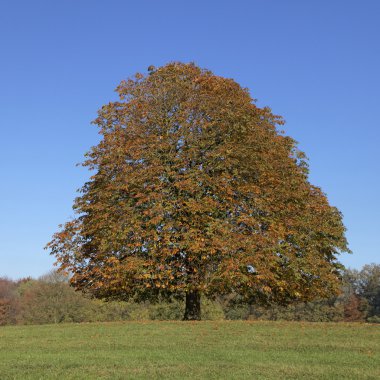 Horse chestnut tree (Aesculus hippocastanum) Conker tree in autumn, Lengerich, North Rhine-Westphalia, Germany, Europe