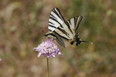Iphiclides podalirius, kırlangıçkuyruğu, yelken swallowtail, Fransa, Güney Avrupa armut ağacı swallowtail