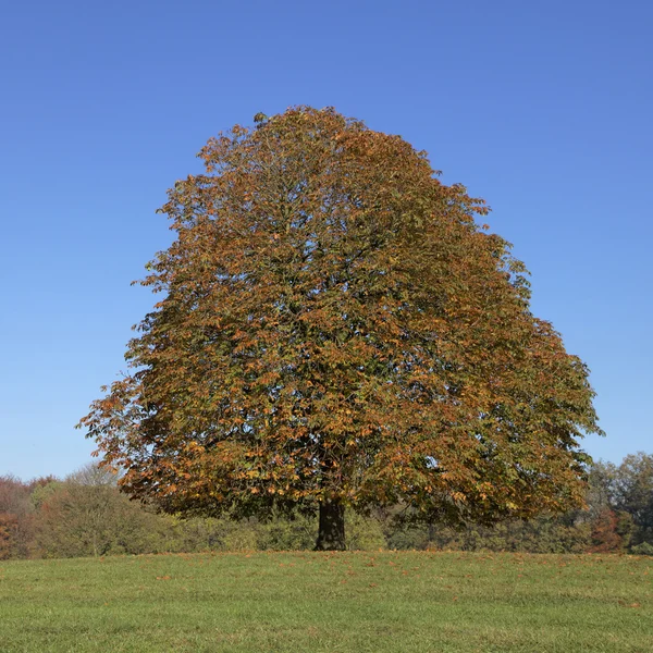 Horse chestnut tree (Aesculus hippocastanum) Conker tree in autumn, Lengerich, North Rhine-Westphalia, Germany, Europe — Stock Photo, Image