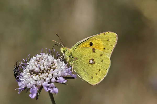 Dark Clouded Yellow butterfly (Colias crocea) Common Clouded Yellow, The Clouded Yellow from Europe — Stock Photo, Image