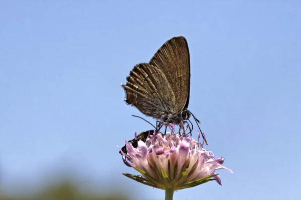 Satyrium esculi, False Ilex Hair-streak butterfly, Nordmannia esculi из Южной Европы — стоковое фото