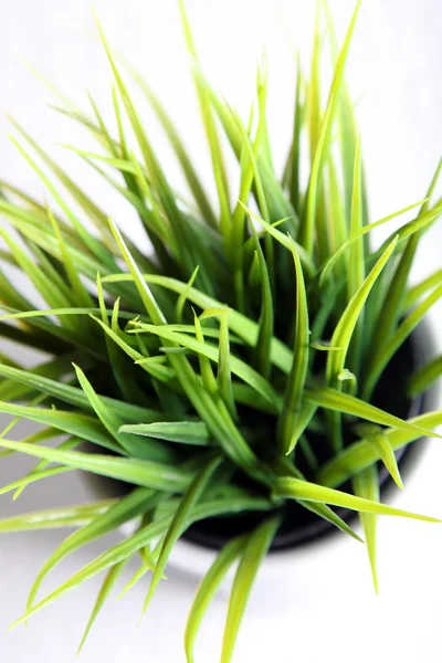 Gras, das im Topf wächst Gras, das im Topf wächst — Stockfoto