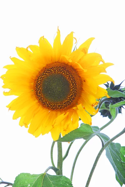Één zonnebloem met bladeren één zonnebloem met bladeren — Stockfoto