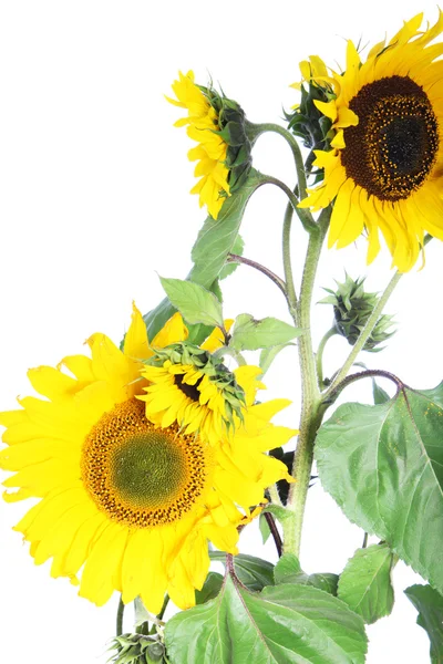 Isolierte Sonnenblumenpflanze — Stockfoto