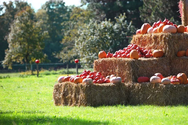 Ausstellung herbstlicher Produkte auf Bauernmarkt — Stockfoto