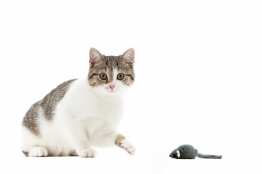 kedi oyuncak fare ile pençe, vuruş