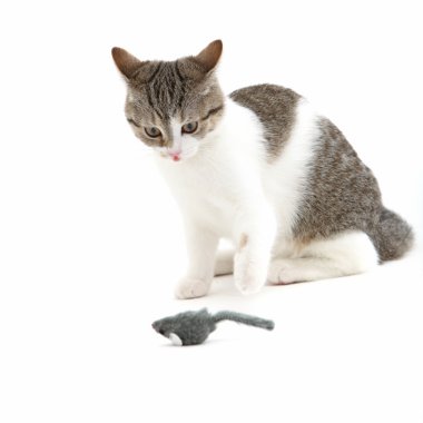 kedi oyuncak fare içinde umma kedi oyuncak fare beklentisiyle izlerken izlemek