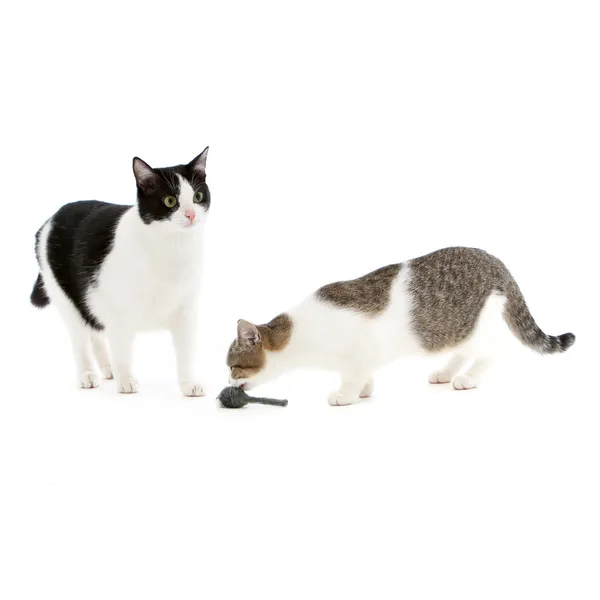 Dois gatos brincando com um mouse de brinquedo — Fotografia de Stock