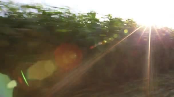 Rijden langs maïs ingediend bij zon reflecterende op lens — Stockvideo