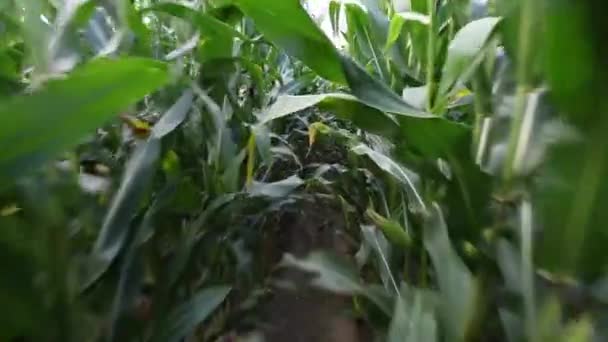 Spaziergang entlang des Weges zwischen Reihen von Maispflanzen — Stockvideo