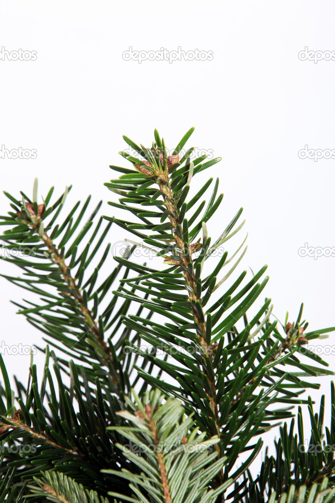 Isolated fir branch on white