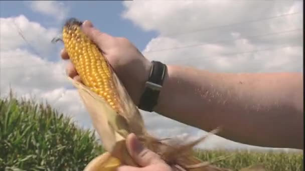 Člověk tahá listí z kukuřičné paličky — Stock video