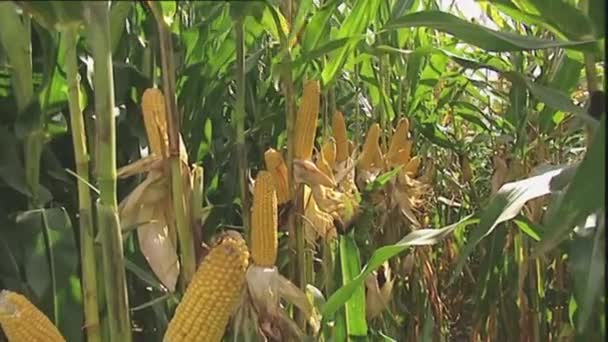 Weergave van een klaar voor het oogsten van maïs gewas — Stockvideo