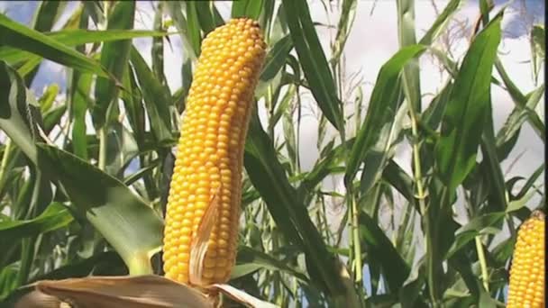 Рослини кукурудзи з стиглими кукурудзяними клітками — стокове відео
