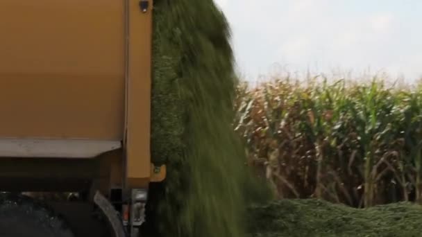 Tractor harvesting maize or corn — Stock video