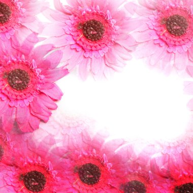 pembe renkli çiçek sınır renkli çiçek