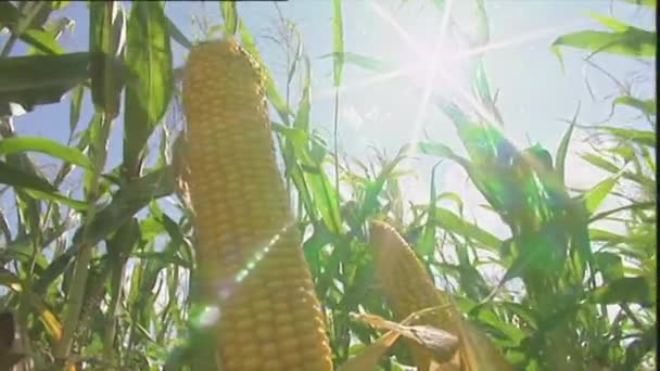 太陽フレアを持つトウモロコシの収穫 — ストック動画