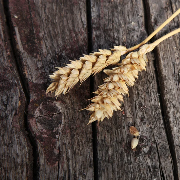 Due spighe di grano maturo — Foto Stock