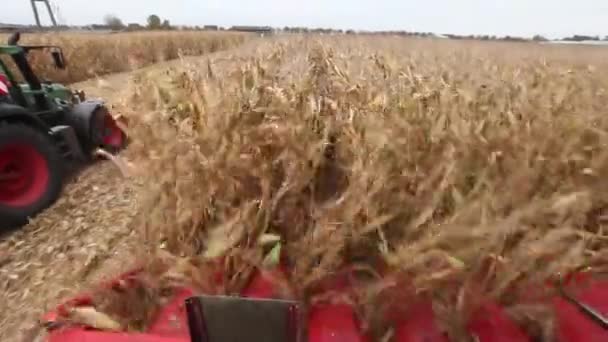 Hakken maïs of graan voor de bereiding van kuilvoer — Stockvideo