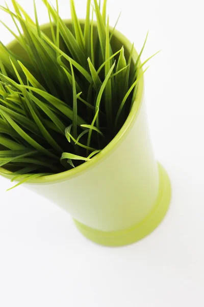 Grass growing in a flowerpot — Stock Photo, Image