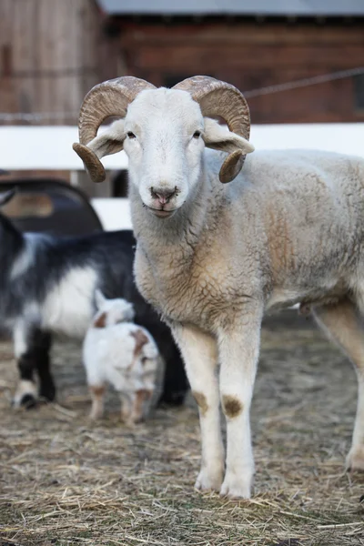 Ciekawski owiec z kręcone rogi — Zdjęcie stockowe