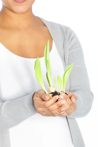 Plant in hand — Stock Photo, Image