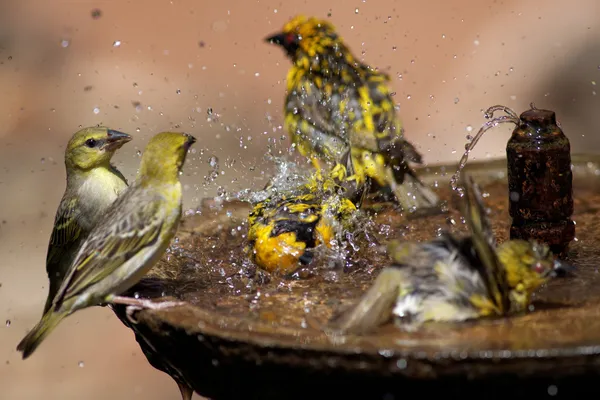 Pájaros salvajes salpicando en un baño de aves —  Fotos de Stock