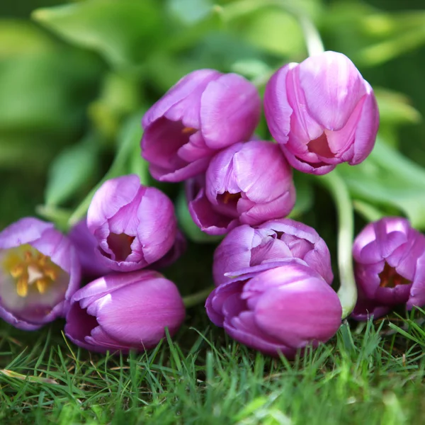 Grono fioletowe tulipany — Zdjęcie stockowe