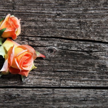 turuncu renkli gül ahşap plakalar üzerinde