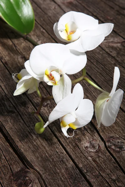 Spray of white phalaenopsis orchids — Stock Photo, Image