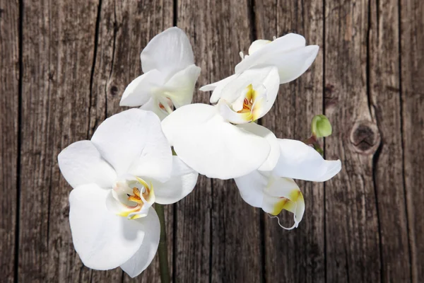 Beyaz phalaenopsis orkide — Stok fotoğraf