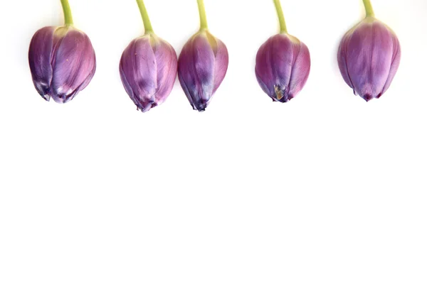 Confine di tulipani viola — Foto Stock