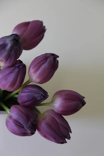 Border of purple tulips — Stockfoto
