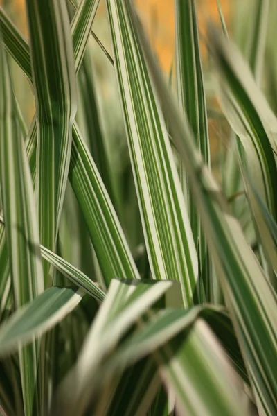 Dekorative weiße und grüne Blätter — Stockfoto