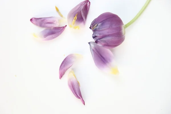 Tulipa roxa única com pétalas — Fotografia de Stock