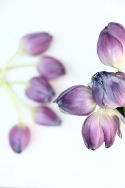 新鲜群的紫色郁金香 — 图库照片