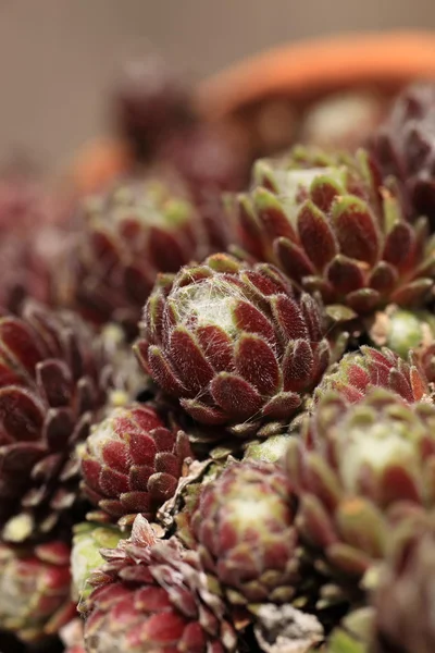 Haufen Proteas — Stockfoto