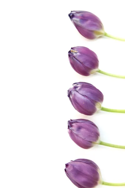 Purple tulip border — Stock Photo, Image