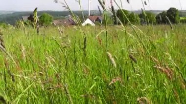 kır çiçekleri greenfield içinde atış yukarıya kapatmak