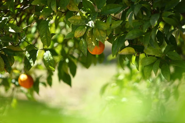 Oranjeboom — Stockfoto